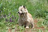 CAIRN TERRIER 561